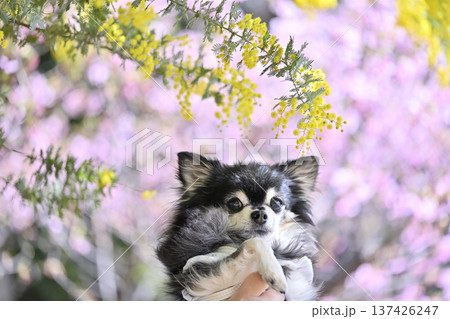 高齢犬と春を楽しむ飼い主　チワワ　シニア犬　ハイシニア 137426247