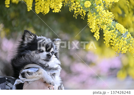 高齢犬と春を楽しむ飼い主　チワワ　シニア犬　ハイシニア 137426248