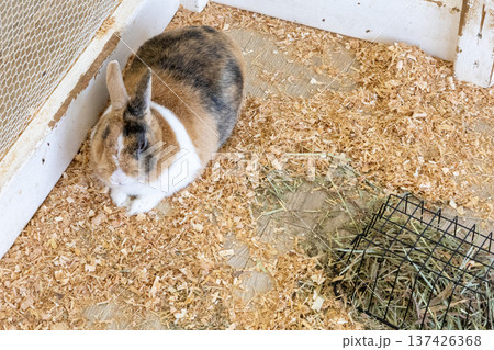 成田ゆめ牧場 8月 かわいいウサギ 成田ゆめ牧場 8月 かわいいウサギ 137426368