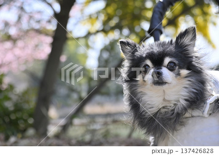 高齢犬とのんびりお散歩 チワワ 高齢犬とのんびりお散歩 チワワ 137426828