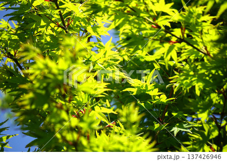 かえで 新緑 かえで 新緑 137426946