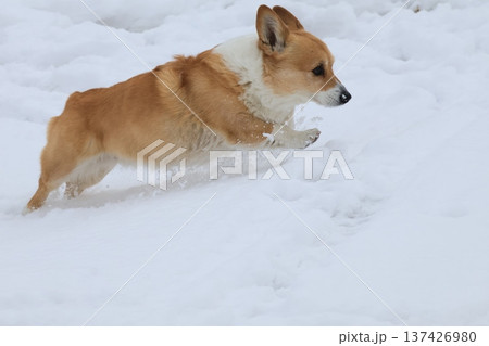 雪山を駆け上がるコーギー 137426980