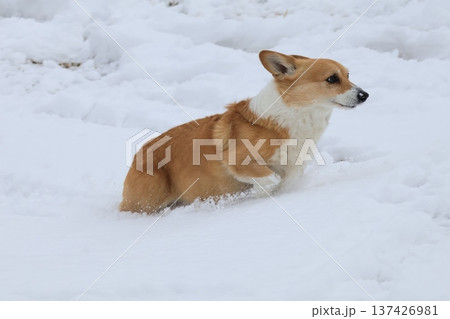 雪山を上るコーギー 雪山を上るコーギー 137426981