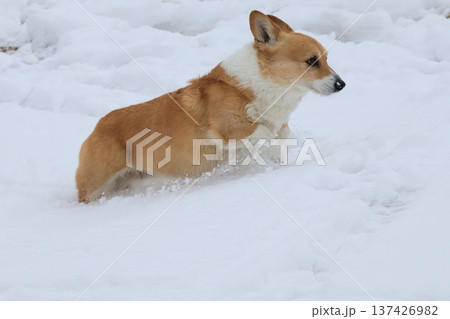 雪山を駆け上がるコーギー 雪山を駆け上がるコーギー 137426982