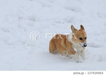 雪の中で遊ぶ柴犬 137426983
