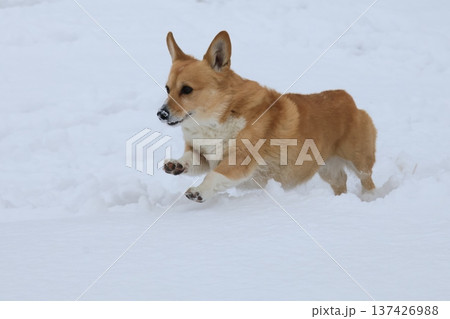 雪の中で走る犬 137426988