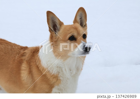 雪まみれのコーギー 137426989