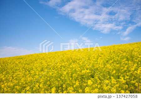 菜の花の咲く河川敷 菜の花の咲く河川敷 137427058