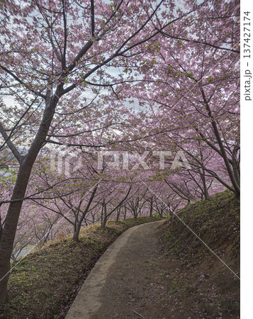春の隠れ家。桜のトンネルが続く幻想的な小道 春の隠れ家。桜のトンネルが続く幻想的な小道 137427174