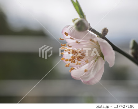 春空に映えるアーモンドの可憐な横顔 137427180