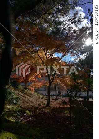 紅葉したもみじ【逆光】 紅葉したもみじ【逆光】 137427185