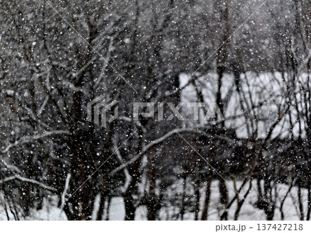 名残の雪舞う森の山小屋 名残の雪舞う森の山小屋 137427218