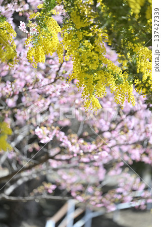 満開のミモザと河津桜　 137427339