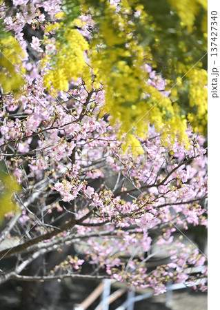 満開のミモザと河津桜　 137427340