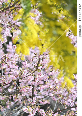 満開のミモザと河津桜 満開のミモザと河津桜 137427342