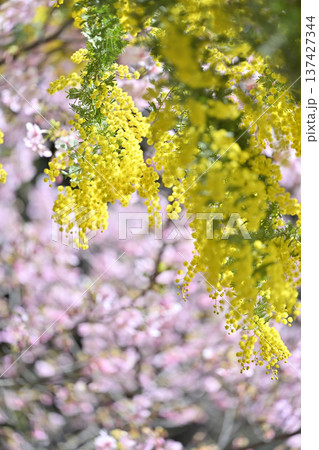 満開のミモザと河津桜　 137427344