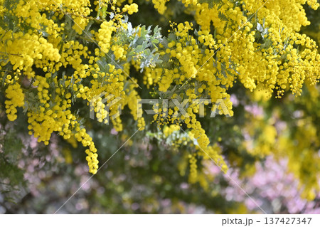 満開のミモザと河津桜 満開のミモザと河津桜 137427347
