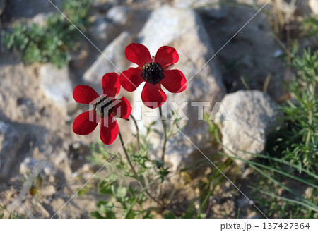 Persian buttercup from Mediterranean region (lat.- Ranunculus asiaticus) 137427364