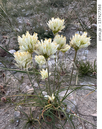 Negev garlic (lat.- Allium negevense Kollmann) Negev garlic (lat.- Allium negevense Kollmann) 137427368