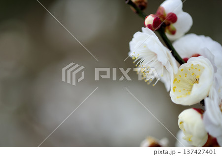 いつか見た梅林公園 137427401