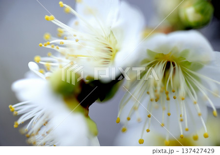 いつか見た梅林公園 137427429