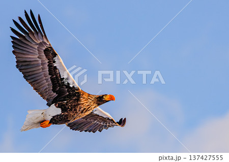 流氷の海を飛ぶオオワシ(Steller’s sea eagle)の迫力ある飛翔シーン 流氷の海を飛ぶオオワシ(Steller’s sea eagle)の迫力ある飛翔シーン 137427555