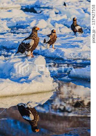 流氷の海に佇むオオワシ（Steller’s sea eagle）の冬の風景 137427558