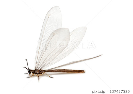 ウスバカゲロウ 137427589