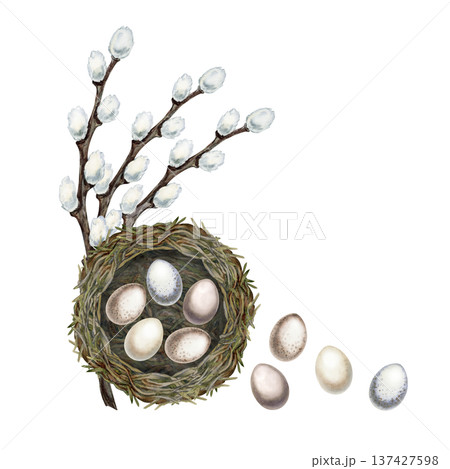 Watercolor bird nest, speckled eggs and pussy willow branches isolated on white background. Soft natural spring composition symbolizing renewal, Easter celebration for greeting cards, seasonal design Watercolor bird nest, speckled eggs and pussy willow branches isolated on white background. Soft natural spring composition symbolizing renewal, Easter celebration for greeting cards, seasonal design 137427598