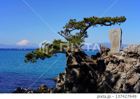 森戸神社の奥にひっそりと佇む千貫松と富士山 森戸神社の奥にひっそりと佇む千貫松と富士山 137427649