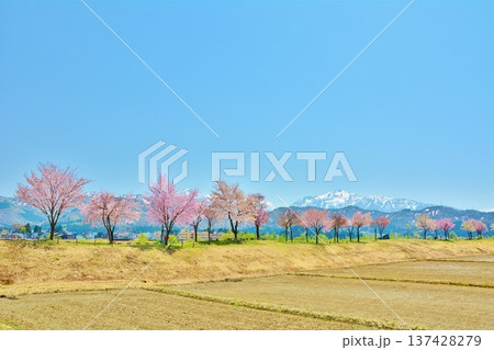 新潟県魚沼市魚野川桜づつみ・残雪の越後三山風景 新潟県魚沼市魚野川桜づつみ・残雪の越後三山風景 137428279
