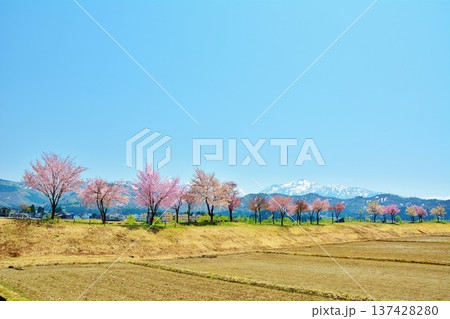 新潟県魚沼市魚野川桜づつみ・残雪の越後三山風景 新潟県魚沼市魚野川桜づつみ・残雪の越後三山風景 137428280