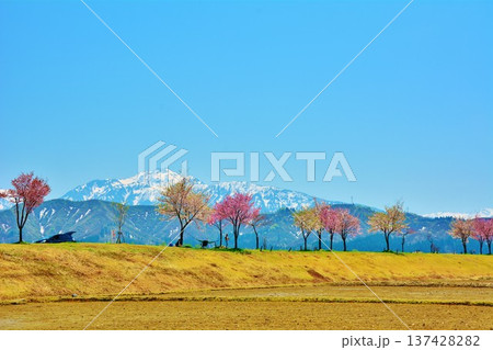 新潟県魚沼市魚野川桜づつみ・残雪の越後三山風景 新潟県魚沼市魚野川桜づつみ・残雪の越後三山風景 137428282
