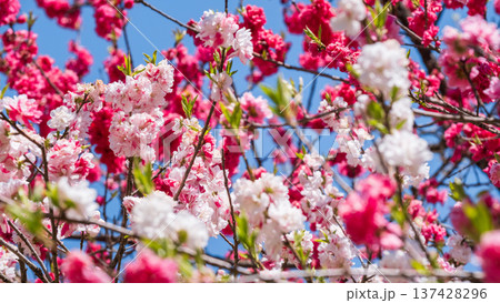 花桃（阿智村・花桃の里にて） 137428296
