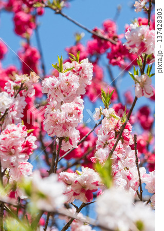 花桃（阿智村・花桃の里にて） 137428303