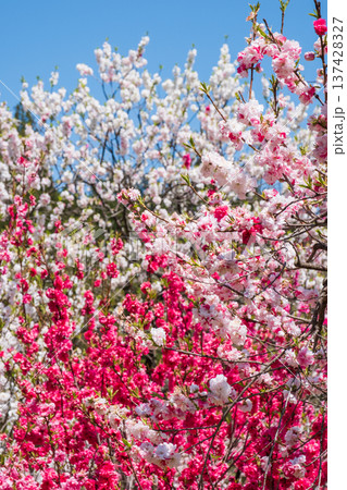 花桃（阿智村・花桃の里にて） 137428327