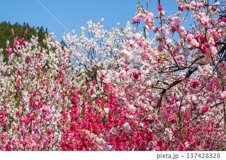 花桃(阿智村・花桃の里にて) 花桃(阿智村・花桃の里にて) 137428328