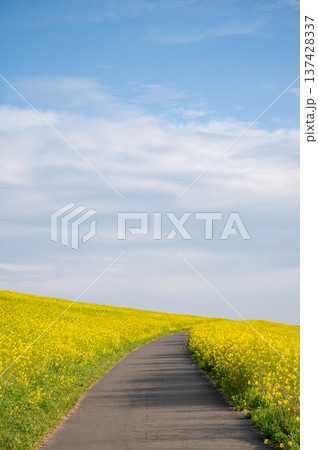 菜の花の咲く河川敷 菜の花の咲く河川敷 137428337