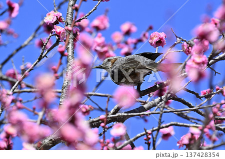 紅梅とヒヨドリ　春　満開の梅林 137428354