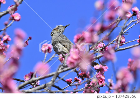 紅梅とヒヨドリ 春 満開の梅林 紅梅とヒヨドリ 春 満開の梅林 137428356