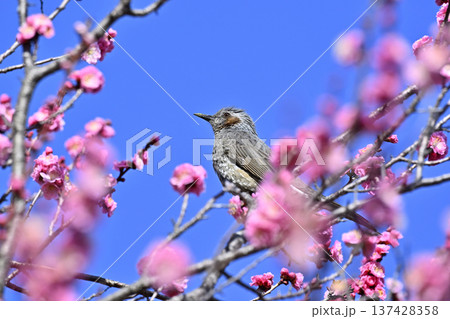 紅梅とヒヨドリ　春　満開の梅林 137428358