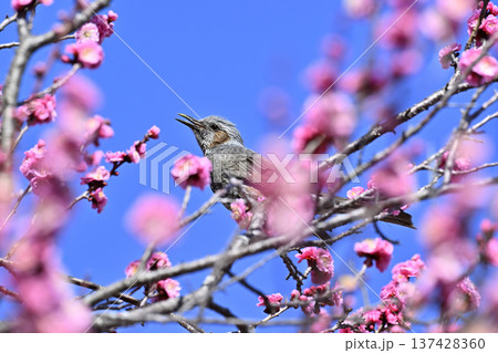 紅梅とヒヨドリ　春　満開の梅林 137428360