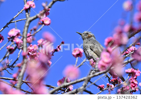紅梅とヒヨドリ 春 満開の梅林 紅梅とヒヨドリ 春 満開の梅林 137428362