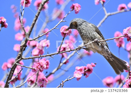 紅梅とヒヨドリ 春 満開の梅林 紅梅とヒヨドリ 春 満開の梅林 137428366