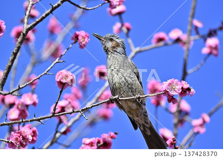 紅梅とヒヨドリ　春　満開の梅林 137428370