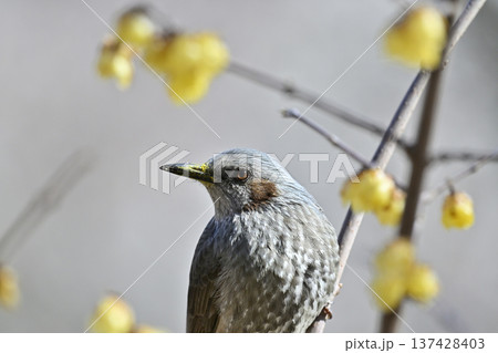 ロウバイの木に留まるヒヨドリ 137428403