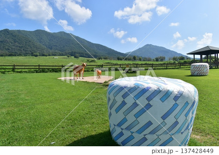 ひるぜんジャージーランド　岡山　牧場　牧草 137428449