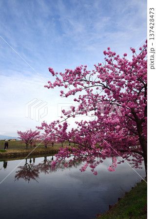 松阪市河津桜リフレクション 松阪市河津桜リフレクション 137428473