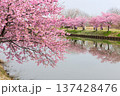松阪市河津桜リフレクション 137428476