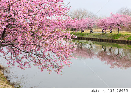 松阪市河津桜リフレクション 松阪市河津桜リフレクション 137428476